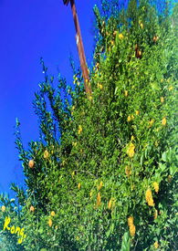 ������˵ϲ��